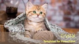  Presentation with british - Theme enhanced with green-eyed-kitten-british-chinchilla background and a coral colored foreground