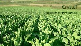  Presentation with cauliflower - Amazing presentation design having green farm agricultural plant field backdrop and a  colored foreground