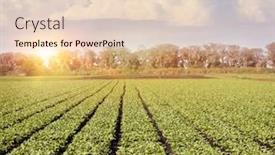  Presentation with florida - Slides with green-farm-field-at-sunset background and a lemonade colored foreground