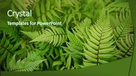  Presentation with fern - Presentation theme having green fern as a background background and a tawny brown colored foreground
