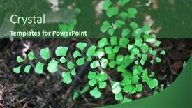  Presentation with green botanical - Presentation theme with green fern branch in botanical garden background and a forest green colored foreground