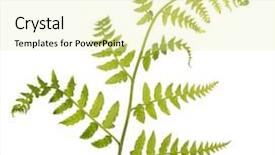  Presentation with fern - Slide set having green fern branch isolated on white background background and a soft green colored foreground