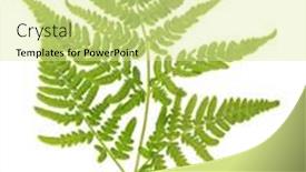  Presentation with fern - Cool new PPT layouts with green fern branch isolated on white background backdrop and a blonde colored foreground