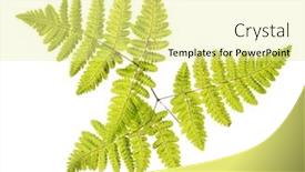  Presentation with white green - Cool new presentation design with green-fern-branch-isolated backdrop and a blonde colored foreground