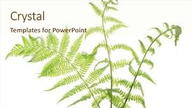  Presentation with fern - Slides with green fern branch isolated on white background background and a cream colored foreground