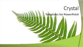  Presentation with fern - Theme enhanced with green fern leaf isolated on white background and a white colored foreground