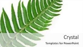  Presentation with fern - Presentation theme enhanced with green fern leaf isolated background and a white colored foreground