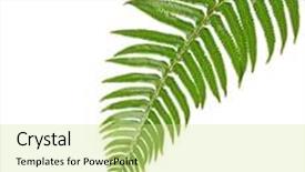  Presentation with green leaf - Amazing PPT theme having green fern leaf isolated backdrop and a soft green colored foreground