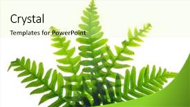  Presentation with green leaves - Audience pleasing PPT layouts consisting of green-fern-leaves-isolated backdrop and a blonde colored foreground