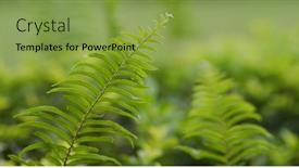  Presentation with tropical forest - Slide set having green-fern-plant-in-tropical background and a seafoam green colored foreground