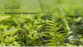  Presentation with tropical forest - Amazing presentation design having green-fern-plant-in-tropical backdrop and a yellow colored foreground