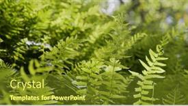  Presentation with ferns - Presentation design featuring green-ferns-plant-in-field background and a tawny brown colored foreground
