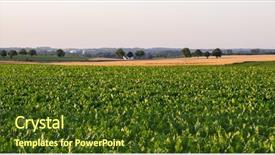  Presentation with sugar - Amazing slide set having green field and sugar beet backdrop and a  colored foreground