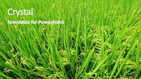  Presentation with paddy field - Amazing theme having green field asia paddy field backdrop and a  colored foreground