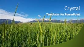  Presentation with agriculture field - Slide set featuring green-field-in-early-summer background and a teal colored foreground