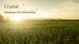  Presentation with birds flying - Amazing slides having green field of grass backdrop and a lemonade colored foreground