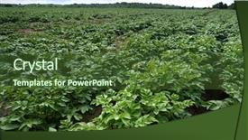  Presentation with crops - Beautiful PPT layouts featuring green field of potato crop backdrop and a tawny brown colored foreground