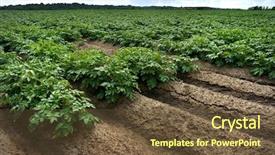  Presentation with crops - Amazing slide set having green field of potato crops backdrop and a tawny brown colored foreground