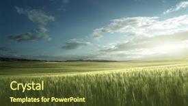  Presentation with agriculture field - Amazing PPT theme having green field of wheat backdrop and a tawny brown colored foreground