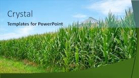  Presentation with corn field - Cool new PPT layouts with green-field-of-young-corn backdrop and a light blue colored foreground