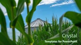  Presentation with corn field - Colorful PPT theme enhanced with green-field-of-young-corn backdrop and a forest green colored foreground