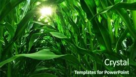  Presentation with corn field - Cool new PPT theme with green field of young corn backdrop and a forest green colored foreground