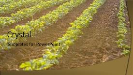  Presentation with bean sprouts - Presentation theme having green field of young soya background and a gold colored foreground