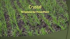 Presentation with wheat growing - Presentation theme consisting of green field of young wheat background and a tawny brown colored foreground