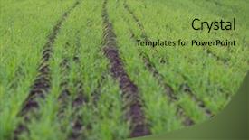  Presentation with wheat growing - Audience pleasing presentation consisting of green field of young wheat backdrop and a seafoam green colored foreground