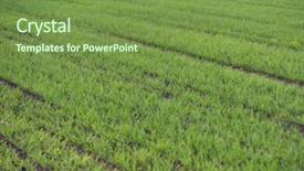  Presentation with wheat growing - Presentation theme featuring green field of young wheat background and a seafoam green colored foreground