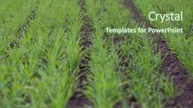  Presentation with wheat growing - Cool new presentation theme with green field of young wheat backdrop and a tawny brown colored foreground