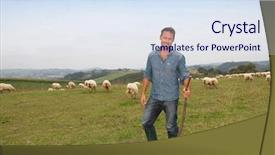  Presentation with shepherd sheep - Cool new presentation theme with green field with sheep backdrop and a  colored foreground