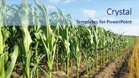  Presentation with corn plant - Cool new PPT theme with green field with young corn backdrop and a sky blue colored foreground