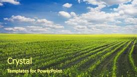  Presentation with corn field - PPT theme with green field with young corn background and a tawny brown colored foreground