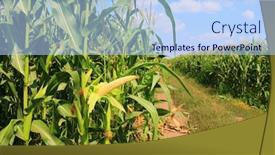  Presentation with corn field - PPT theme featuring green field with young corn background and a light blue colored foreground