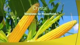  Presentation with corn field - Amazing presentation design having green-field-with-young-corn backdrop and a tawny brown colored foreground
