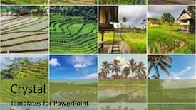  Presentation with indonesia - Theme consisting of green-fields-in-indonesia background and a gold colored foreground