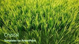  Presentation with rice fields - Slide set featuring green-fields-of-rice-close background and a tawny brown colored foreground