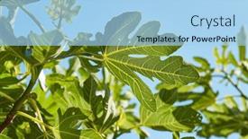  Presentation with fig tree - Theme featuring green-fig-tree-leaves background and a light blue colored foreground