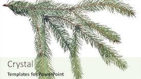  Presentation with white green - PPT layouts with green-fir-branch-isolated background and a soft green colored foreground