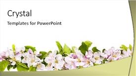  Presentation with apple flower - Presentation design enhanced with green flower - border of pink apple blossoms background and a white colored foreground