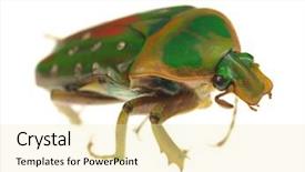  Presentation with white green - PPT theme with green-flower-beetle-isolated background and a lemonade colored foreground