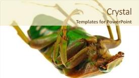  Presentation with white green - Cool new PPT theme with green-flower-beetle-isolated backdrop and a cream colored foreground