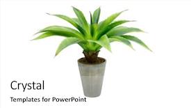  Presentation with lime green and white flower - PPT layouts having green flower in a pot background and a white colored foreground