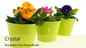  Presentation with flower pots - Cool new PPT theme with green flower pots with primulas isolated over white backdrop and a yellow colored foreground
