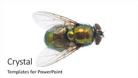  Presentation with insect - Presentation design enhanced with green fly isolated on white background and a  colored foreground
