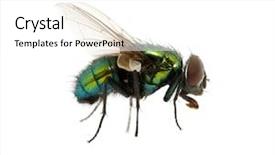  Presentation with fly - Presentation design consisting of green fly isolated on white background and a white colored foreground