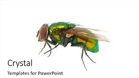  Presentation with white green - Slide deck enhanced with green fly isolated on white background and a  colored foreground