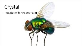  Presentation with green gold and white - Slides consisting of green fly isolated on white background and a white colored foreground