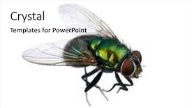  Presentation with white and green generic - Slide set enhanced with green fly isolated on white background and a white colored foreground